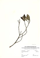 藏品(臺灣厚距花)的圖片